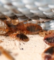 bed-bug-hiding-place-matress-tufts